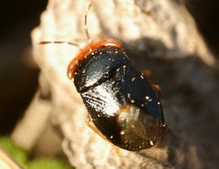 Geocoris erythrocephalus