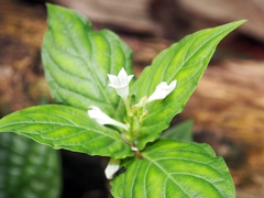 Spigelia