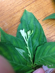 Spigelia