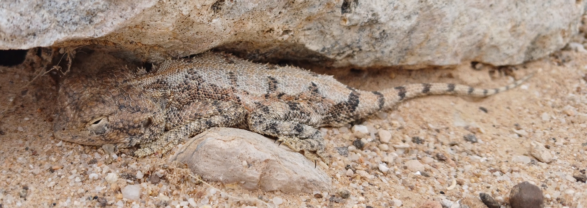 Agama anchietae Bocage, 1896