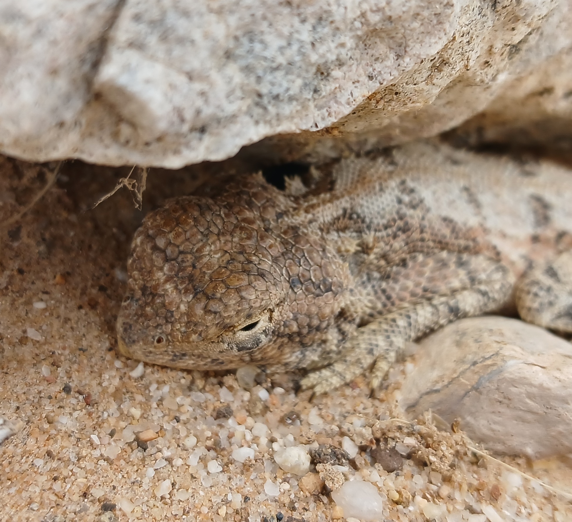 Agama anchietae Bocage, 1896