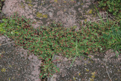 Euphorbia vermiculata