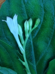Spigelia