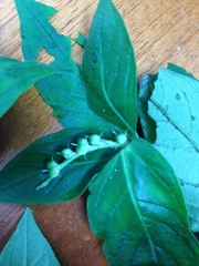 Spigelia