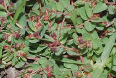 Euphorbia vermiculata
