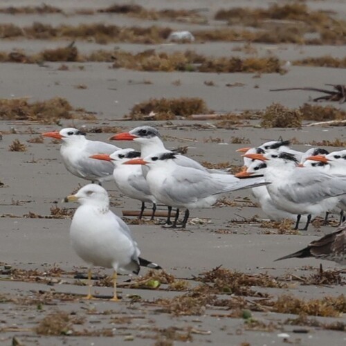 Ring-billed Gull