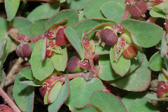 Euphorbia vermiculata