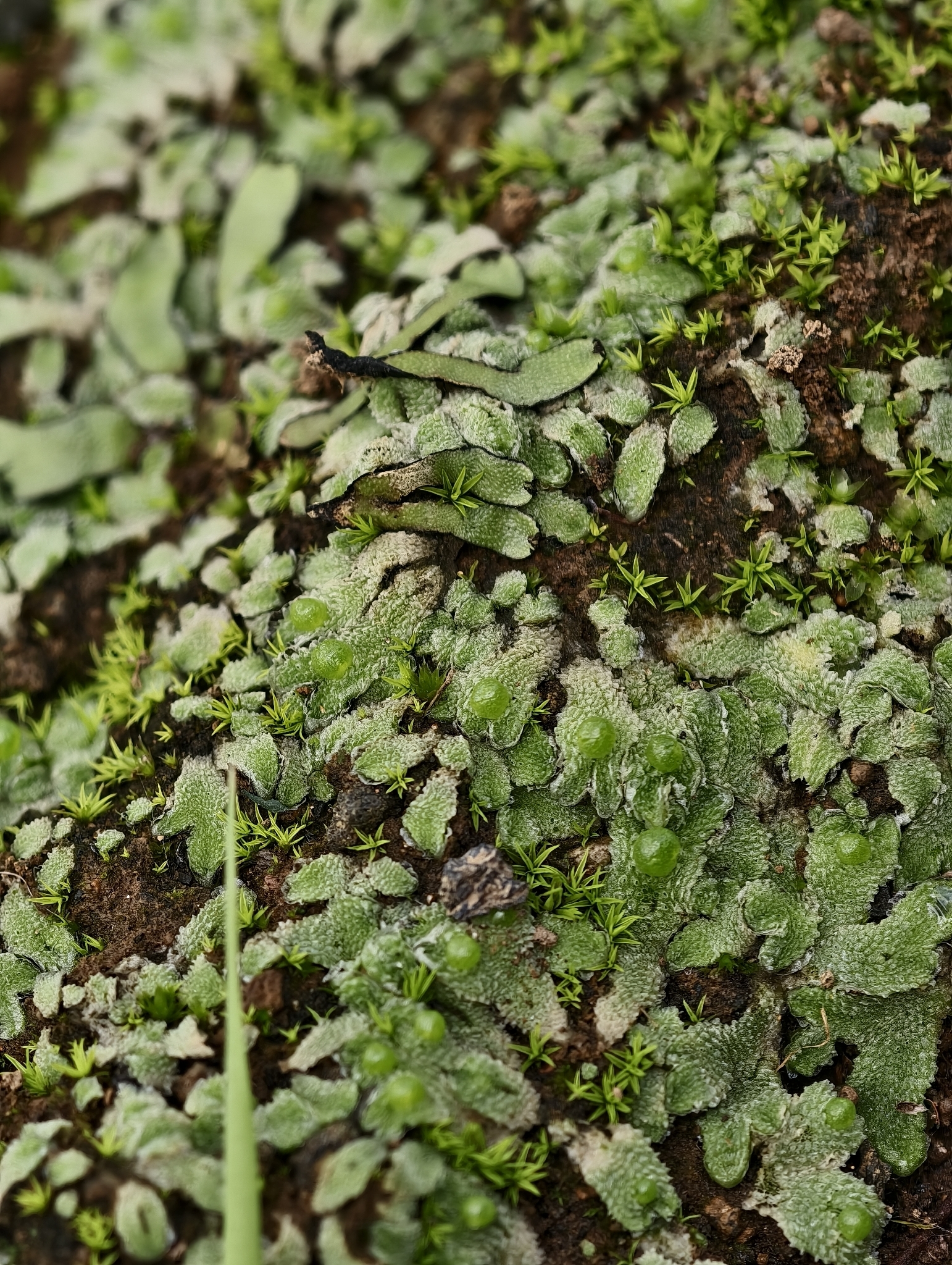Exormotheca pustulosa