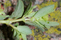 Euphorbia vermiculata
