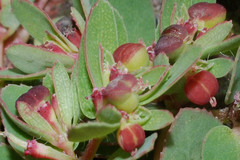 Euphorbia vermiculata