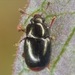 Heterhelus abdominalis - Photo 由 skitterbug 所上傳的 (c) skitterbug，保留部份權利CC BY