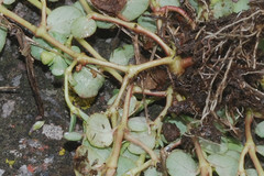Euphorbia vermiculata