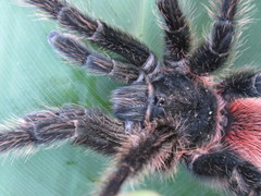 Lasiodora