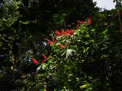 Warszewiczia coccinea