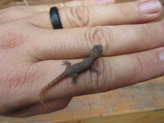 Hemidactylus agrius