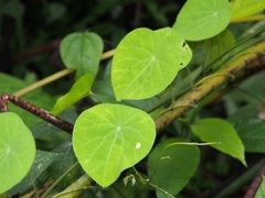Cissampelos tropaeolifolia