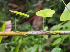 Cissampelos tropaeolifolia
