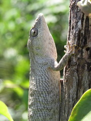 Polychrus acutirostris