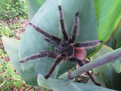 Lasiodora