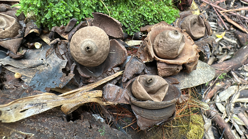 Geastrum, 2026-01-04