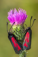 Zygaena purpuralis