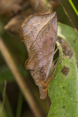 Calyptra thalictri