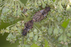 Nithecus jacobaeae