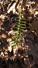 Polystichum acrostichoides