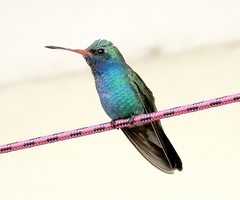 Cynanthus latirostris