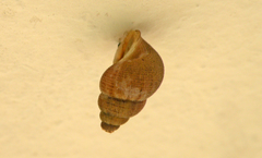 Annulariidae