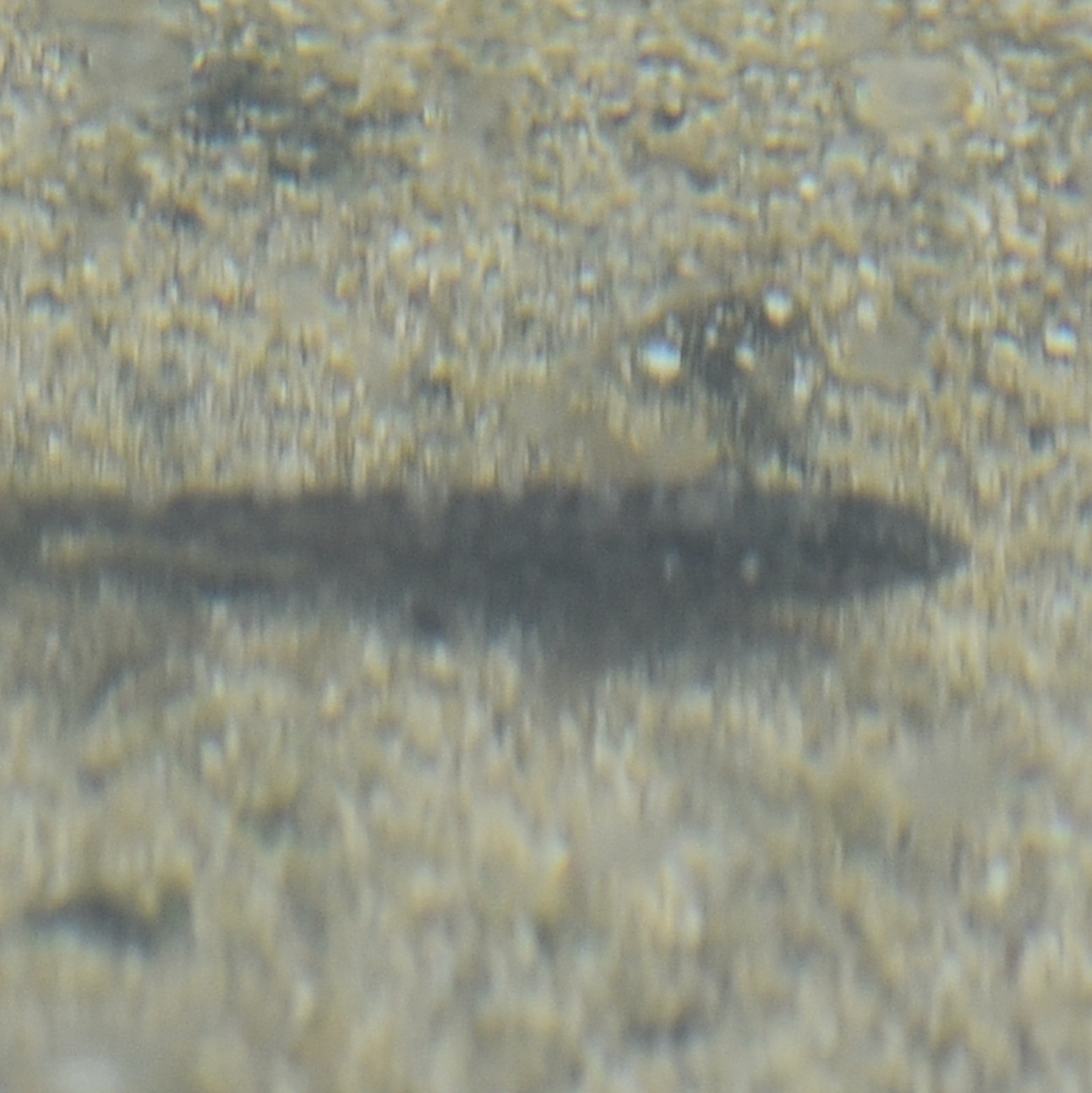 Southern Frillfin photo 6