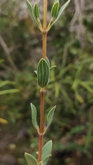 Guindilia trinervis, photograph (c) Constanza Vargas Villegas, some rights reserved (CC BY)