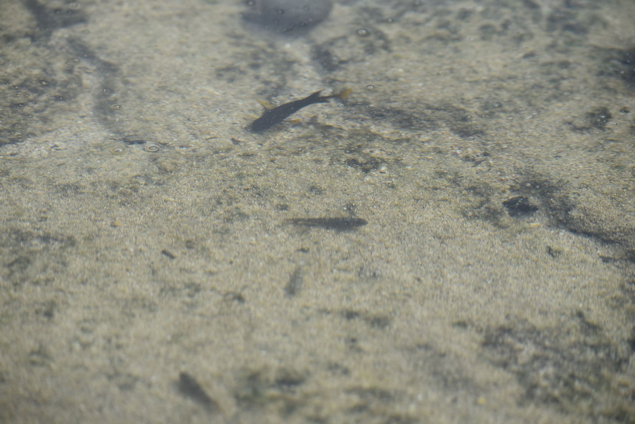 Southern Frillfin photo 7