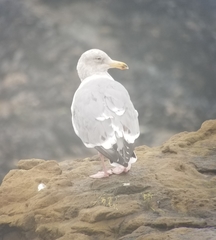 Larus argentatus × glaucescens