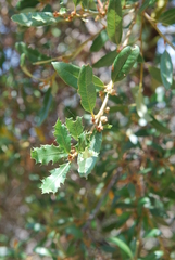 Quercus × acutidens