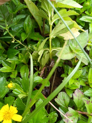 Sphagneticola trilobata