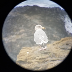 Larus argentatus × glaucescens