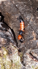 Paederus schoenherri