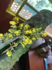 Trichocentrum pumilum, photograph (c) Cajá-manga, some rights reserved (CC BY)