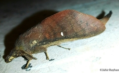 Suana concolor
