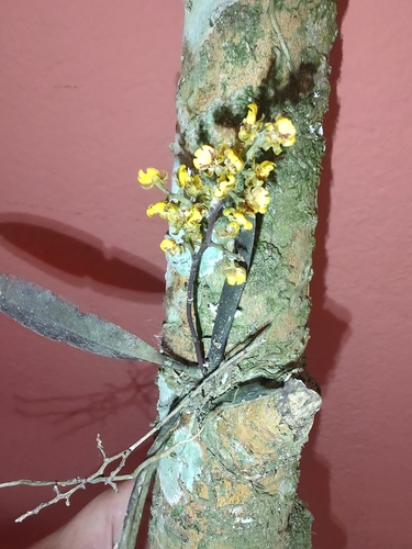 Trichocentrum pumilum, photograph 4