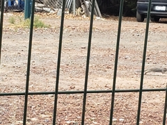 Otospermophilus variegatus