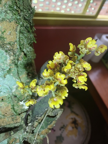Trichocentrum pumilum, photograph 5