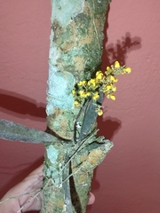 Trichocentrum pumilum, photograph (c) Cajá-manga, some rights reserved (CC BY)