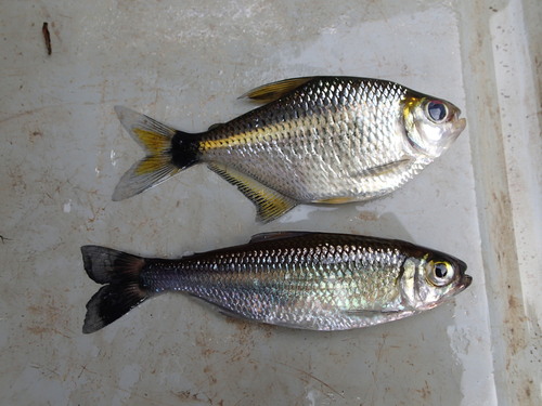 Meunier's tetra (Jupiaba meunieri) — Characidae — 3