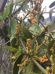 Phoradendron nervosum