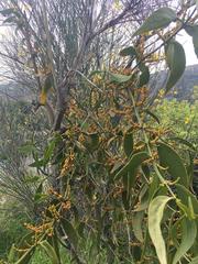 Phoradendron nervosum