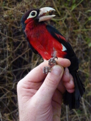 Lybius bidentatus
