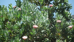 Protea subvestita