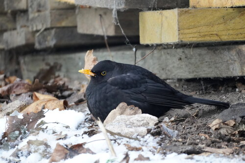 Eurasian Blackbird photographed in Estonia
